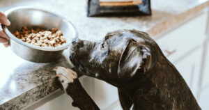 Is your website a dog's breakfast? Great, now throw Google an SEO bone. Photo by Chewy on Unsplash