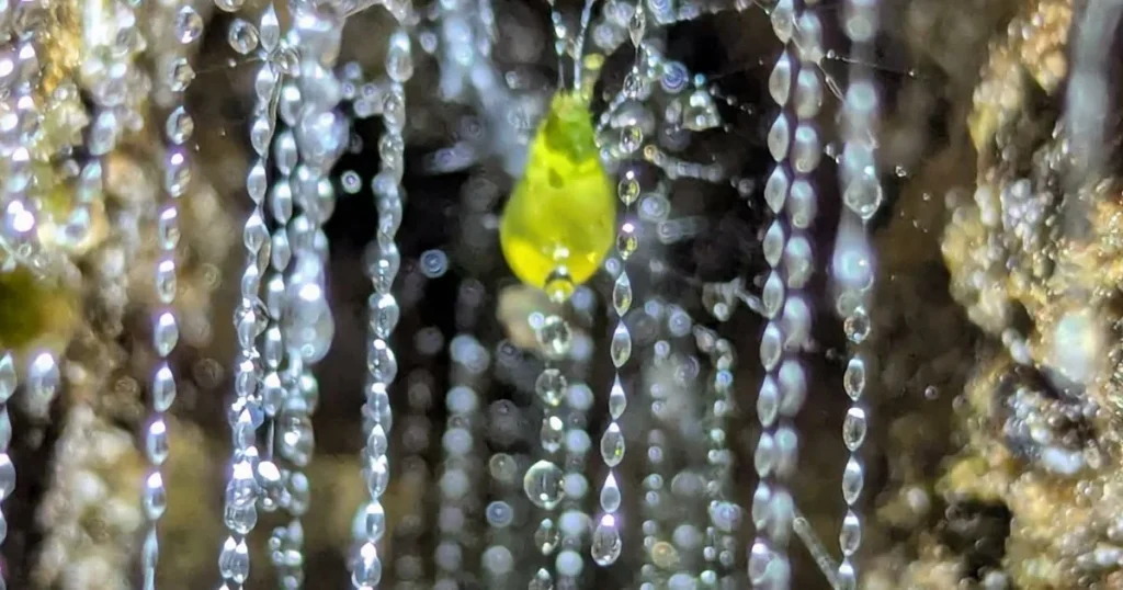 A Supercalifragilisticexpialidocious Marketing Insight From A Māori - As Inspiring As A Glow Worm In The Dark